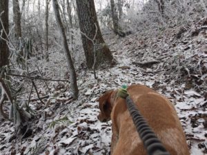 winter camping trip hiking with a dog